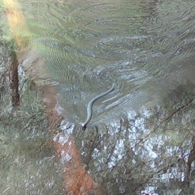 Pseudechis porphyriacus at Moruya, NSW - 6 Jan 2024 by LisaH