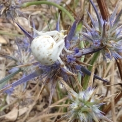 Zygometis xanthogaster (Crab spider or Flower spider) at Sth Tablelands Ecosystem Park - 31 Jan 2024 by AndyRussell