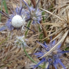 Zygometis xanthogaster at Sth Tablelands Ecosystem Park - 31 Jan 2024