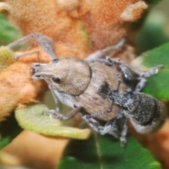 Unidentified Weevil (Curculionoidea) at Rendezvous Creek, ACT - 30 Jan 2024 by Harrisi