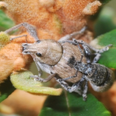 Unidentified Weevil (Curculionoidea) at Rendezvous Creek, ACT - 30 Jan 2024 by Harrisi