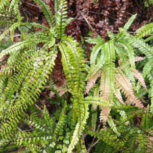 Adiantum hispidulum var. hispidulum at Bomaderry Creek Bushcare - suppressed