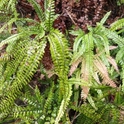 Adiantum hispidulum var. hispidulum (Rough Maidenhair) at Bomaderry Creek Bushcare - 30 Jan 2024 by plants