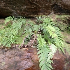 Blechnum ambiguum at Bomaderry Creek Bushcare - 30 Jan 2024 by plants