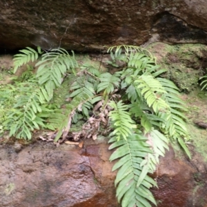 Blechnum ambiguum at Bomaderry Creek Regional Park - 31 Jan 2024