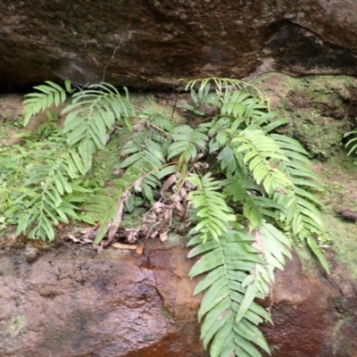 Blechnum ambiguum at North Nowra, NSW - 30 Jan 2024 by plants