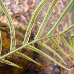 Blechnum ambiguum at Bomaderry Creek Regional Park - 31 Jan 2024