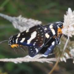 Phalaenoides tristifica (Willow-herb Day-moth) at Namadgi National Park - 30 Jan 2024 by Harrisi