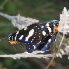 Phalaenoides tristifica (Willow-herb Day-moth) at Rendezvous Creek, ACT - 30 Jan 2024 by Harrisi