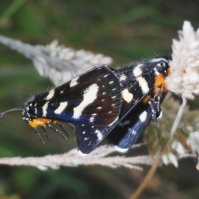 Phalaenoides tristifica (Willow-herb Day-moth) at Rendezvous Creek, ACT - 30 Jan 2024 by Harrisi