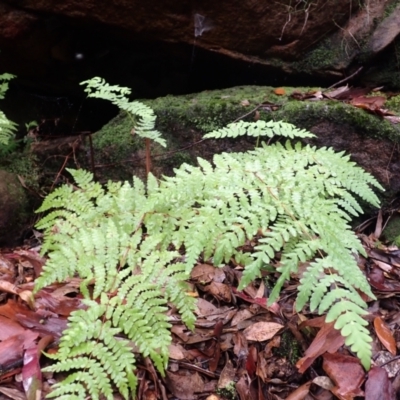 Histiopteris incisa (Bat's-Wing Fern) at North Nowra, NSW - 30 Jan 2024 by plants