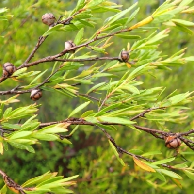Leptospermum sejunctum (Bomaderry Tea-Tree) at North Nowra, NSW - 31 Jan 2024 by plants