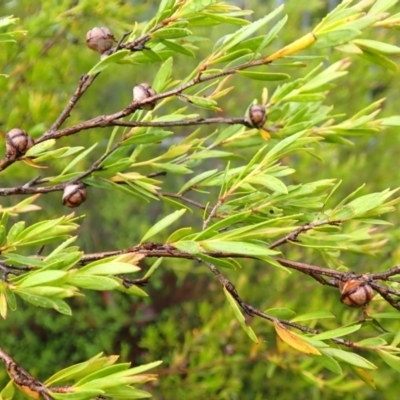 Leptospermum sejunctum (Bomaderry Tea-Tree) at North Nowra, NSW - 31 Jan 2024 by plants