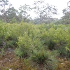 Leptospermum sejunctum at Bomaderry Creek Regional Park - 31 Jan 2024 10:47 AM