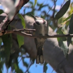 Phylidonyris pyrrhopterus (Crescent Honeyeater) at Cleland, SA - 28 Jan 2024 by Darcy