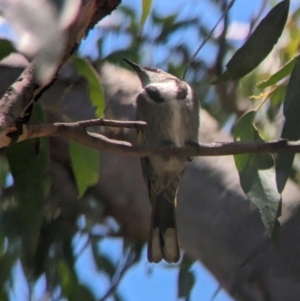 Phylidonyris pyrrhopterus at Cleland National Park - 28 Jan 2024