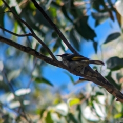 Phylidonyris pyrrhopterus at Cleland National Park - 28 Jan 2024