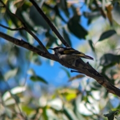 Phylidonyris pyrrhopterus at Cleland National Park - 28 Jan 2024