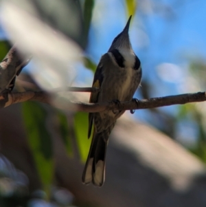 Phylidonyris pyrrhopterus at Cleland National Park - 28 Jan 2024