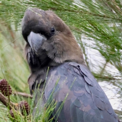 Calyptorhynchus lathami lathami (Glossy Black-Cockatoo) at Broulee Moruya Nature Observation Area - 31 Jan 2024 by LisaH