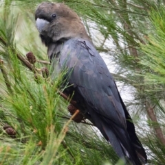 Calyptorhynchus lathami lathami at Moruya, NSW - suppressed