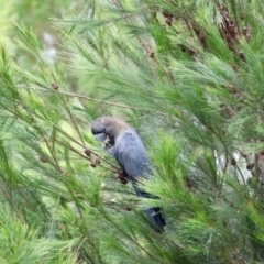 Calyptorhynchus lathami lathami at Moruya, NSW - 31 Jan 2024