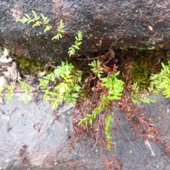 Cheilanthes sieberi subsp. sieberi (Mulga Rock Fern) at Bomaderry Creek Regional Park - 31 Jan 2024 by plants