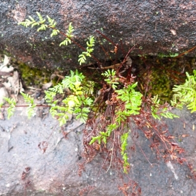 Cheilanthes sieberi subsp. sieberi (Narrow Rock Fern) at North Nowra, NSW - 30 Jan 2024 by plants