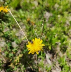 Lasioglossum (Chilalictus) sp. (genus & subgenus) (Halictid bee) at Yarralumla, ACT - 28 Jan 2024 by Cormac