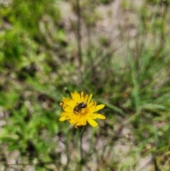 Lasioglossum (Chilalictus) sp. (genus & subgenus) at Undefined Area - 28 Jan 2024 01:19 PM