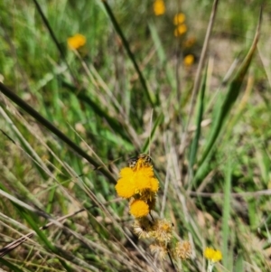 Lasioglossum (Chilalictus) sp. (genus & subgenus) at Yarramundi Grassland (YGN) - 28 Jan 2024