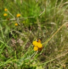 Lasioglossum (Chilalictus) sp. (genus & subgenus) at Yarramundi Grassland (YGN) - 28 Jan 2024