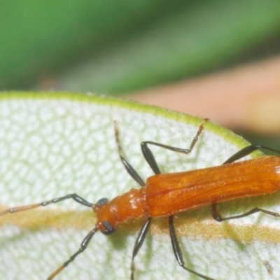 Aphanosperma orientalis (Longhorn beetle) at Namadgi National Park - 30 Jan 2024 by Harrisi