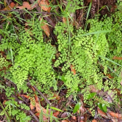 Adiantum aethiopicum (Common Maidenhair Fern) at Bomaderry Creek Regional Park - 30 Jan 2024 by plants