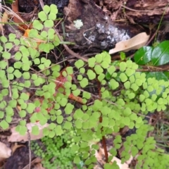 Adiantum aethiopicum at Bomaderry Creek Regional Park - suppressed