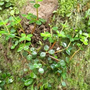 Peperomia tetraphylla at Bomaderry Creek Regional Park - 31 Jan 2024