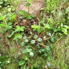 Peperomia tetraphylla (Four-leaved Peperomia) at Bomaderry, NSW - 31 Jan 2024 by plants