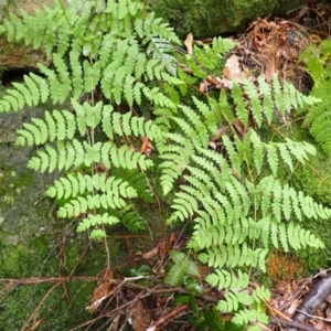 Histiopteris incisa at Bomaderry Creek Regional Park - 31 Jan 2024