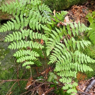 Histiopteris incisa (Bat's-Wing Fern) at Bomaderry, NSW - 31 Jan 2024 by plants
