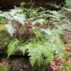 Davallia solida var. pyxidata (Hare's Foot Fern) at Bomaderry Creek Regional Park - 31 Jan 2024 by plants