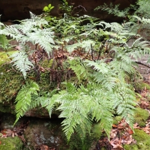 Davallia solida var. pyxidata at Bomaderry Creek Regional Park - suppressed