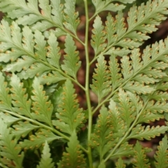 Davallia solida var. pyxidata at Bomaderry Creek Regional Park - suppressed