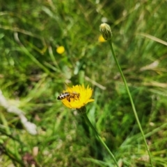 Apis mellifera at Yarramundi Grassland (YGN) - 28 Jan 2024 01:05 PM