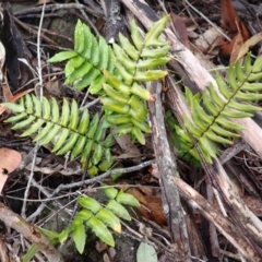 Pellaea falcata (Sickle Fern) at Bomaderry, NSW - 31 Jan 2024 by plants