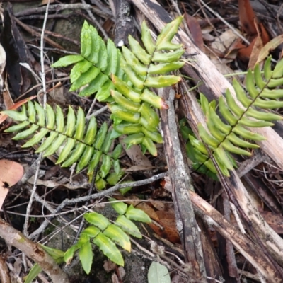 Pellaea falcata (Sickle Fern) at Bomaderry, NSW - 31 Jan 2024 by plants