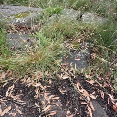 Cymbopogon refractus (Barbed-wire Grass) at Bomaderry Creek Regional Park - 31 Jan 2024 by plants