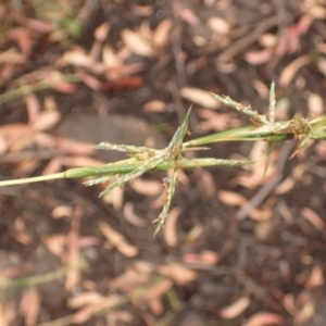 Cymbopogon refractus at Bomaderry Creek Regional Park - 31 Jan 2024