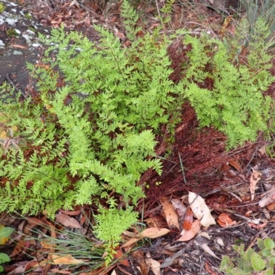 Cheilanthes sieberi subsp. sieberi (Narrow Rock Fern) at Bomaderry, NSW - 31 Jan 2024 by plants