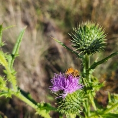 Apis mellifera (European honey bee) at Saint Mark's Grassland, Barton - 28 Jan 2024 by Cormac