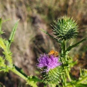 Apis mellifera at St Marks Grassland (SMN) - 28 Jan 2024